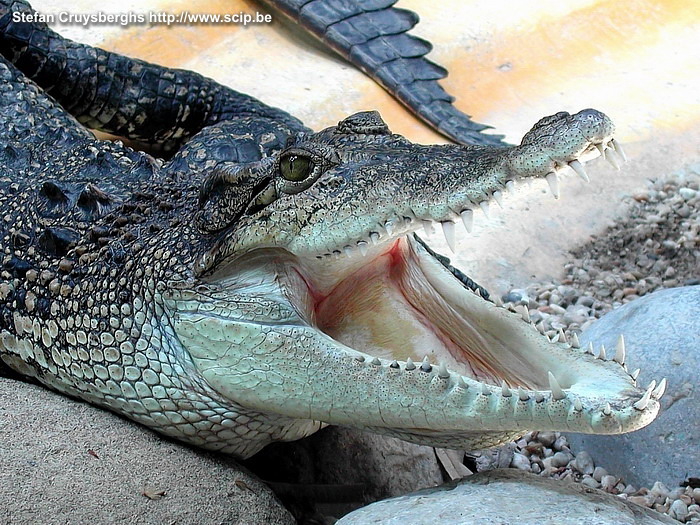 Barcelona Zoo - Krokodil  Stefan Cruysberghs